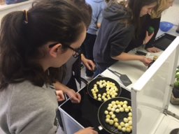 04 Globi werden gebraten